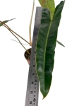 Philodendron billietiae - L