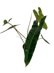 Philodendron billietiae - L