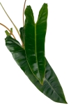 Philodendron billietiae - L