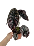 Alocasia cuprea 'Red Secret' - zdjęcie poglądowe gatunku