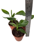Strelitzia nicolai variegata - S