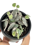 Ceropegia woodii variegata - S