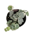 Ceropegia woodii variegata - S