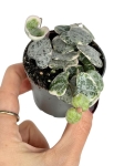 Ceropegia woodii variegata - S