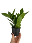 Zamioculcas - S