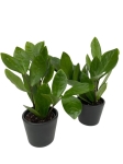 Zamioculcas - S
