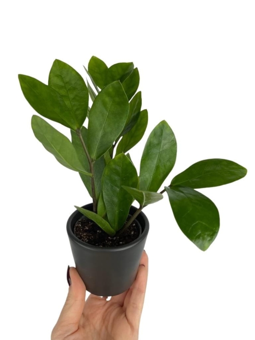Zamioculcas - S