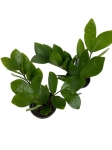 Zamioculcas - S