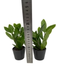 Zamioculcas - S
