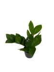 Zamioculcas - S