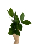 Zamioculcas - S