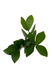 Zamioculcas - S
