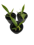 Philodendron bipinnatifidum 'Olympiad' - S