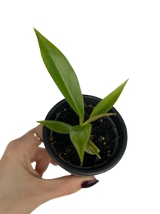 Philodendron bipinnatifidum 'Olympiad'