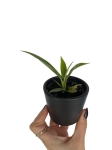Philodendron bipinnatifidum 'Olympiad' - S