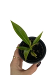 Philodendron bipinnatifidum 'Olympiad' - S