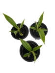 Philodendron bipinnatifidum 'Olympiad' - S