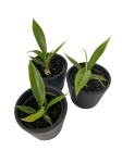Philodendron bipinnatifidum 'Olympiad' - S