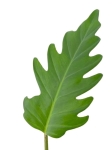 Philodendron bipinnatifidum 'Olympiad' - dorosły liść