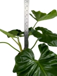 Philodendron giganteum - XXL