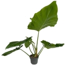 Philodendron giganteum - XXL