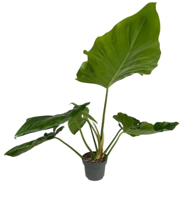Philodendron giganteum - XXL