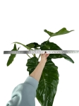 Philodendron giganteum - XXL