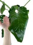 Philodendron giganteum - XXL