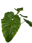 Philodendron giganteum - XXL