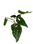Philodendron giganteum - XXL