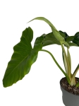 Philodendron giganteum - XXL