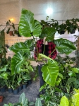 Philodendron giganteum - XXL