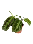 Maranta noid