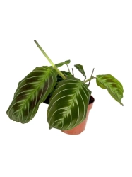  Maranta No ID ( Cat's moustache) - cięty węzeł