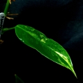 Philodendron domesticum variegata Siam Sunrise