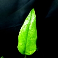 Philodendron domesticum variegata Siam Sunrise