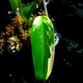 Philodendron domesticum variegata Siam Sunrise