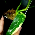 Philodendron domesticum variegata Siam Sunrise
