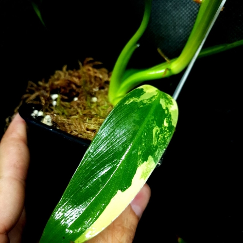 Philodendron domesticum variegata Siam Sunrise