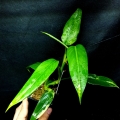 Philodendron domesticum variegata Siam Sunrise