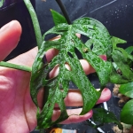 Monstera adansonii 2 (Big Holes)