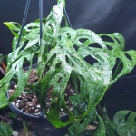 Monstera adansonii 2 (Big Holes)