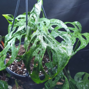 Monstera adansonii 2 (Big Holes)