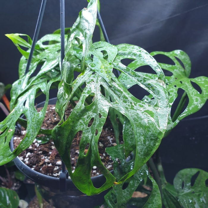 Monstera adansonii 2 (Big Holes)