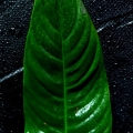 Philodendron oblanceolatum