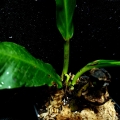 Philodendron oblanceolatum