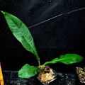 Philodendron oblanceolatum