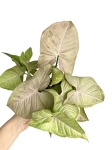 Syngonium Pink Spot