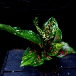 Aglaonema Army Pink - M