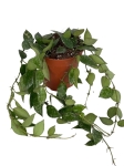 Hoya krohniana splash - M
